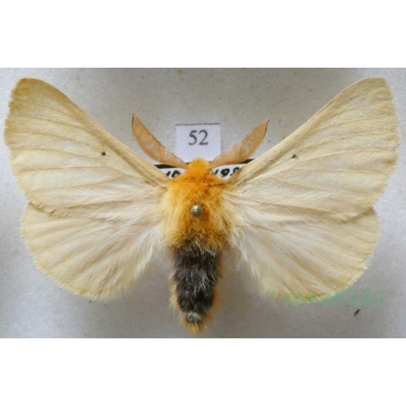 Lemonia taraxaci (Denis & Schiffermüller, 1775) male Ugorówka złotnica Czech52